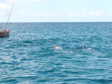 Swimming with dolphins, Zanzibar, DSC07849b